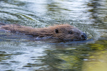 Beaver In A Creek,Sweden