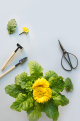 Gardening flowers in pot, scissors and tools on grey. Summer and spring work in flower garden. Horticulture.