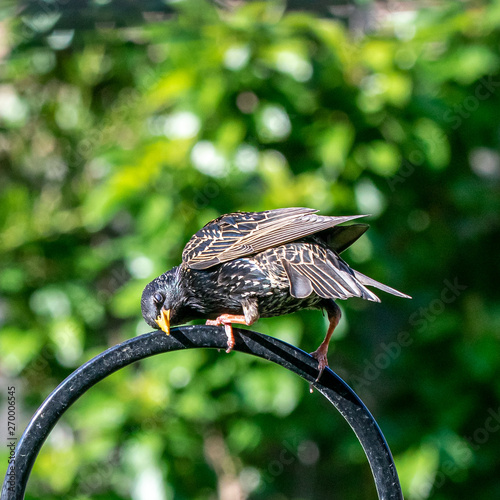 City Wildlife As A Starling Sturnus Vulgaris Wild Bird Perches