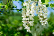 Flowering branches with white flowers of Robinia pseudoacacia (Black Locust, False Acacia) in spring. Selective focus and close-up. Nature concept for design