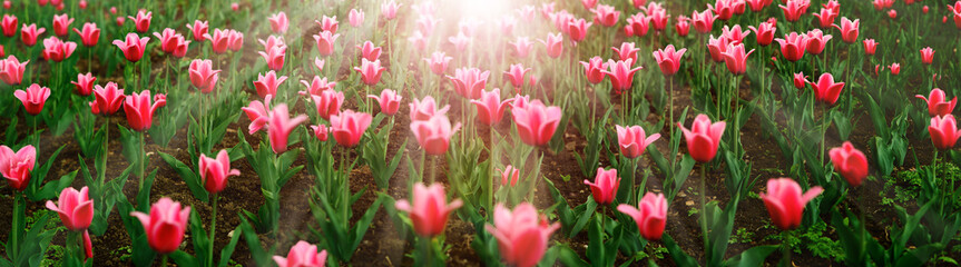 Wall Mural - Tulips under the sun in the form of a panorama. Flowers in spring nature. Bright tulips for floral design and decoration. Bright spring nature.