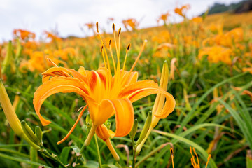 Wall Mural - Beautiful orange daylily flower farm on Sixty Rock Mountain (Liushidan mountain) with blue sky and cloud, Fuli, Hualien, Taiwan, close up, copy space