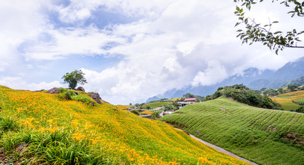 Wall Mural - Beautiful orange daylily flower farm on Sixty Rock Mountain (Liushidan mountain) with blue sky and cloud, Fuli, Hualien, Taiwan, close up, copy space