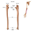 The structure of the ulna bone with the name and description of all sites. Back and front view. Human anatomy.