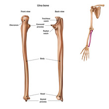 The Structure Of The Ulna Bone With The Name And Description Of All Sites. Back And Front View. Human Anatomy.