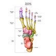 © vipman4 - Bones of the human foot with the name and description of all sites. Superior view. Human anatomy. Vector illustration isolated on a white background.