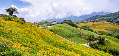 Wall Mural - Beautiful orange daylily flower farm on Sixty Rock Mountain (Liushidan mountain) with blue sky and cloud, Fuli, Hualien, Taiwan, close up, copy space