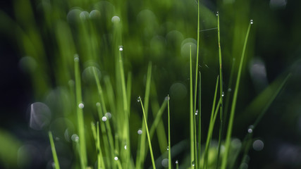 Spring backgrounds. Grass with dew.