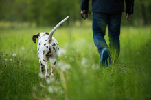 Dog Owner With Adult Dalmatian Dog In Spring Landscape