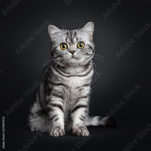 Sweet Black Silver Tabby British Shorthair Kitten Sitting Up