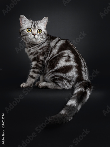 Sweet Black Silver Tabby British Shorthair Kitten Sitting Side