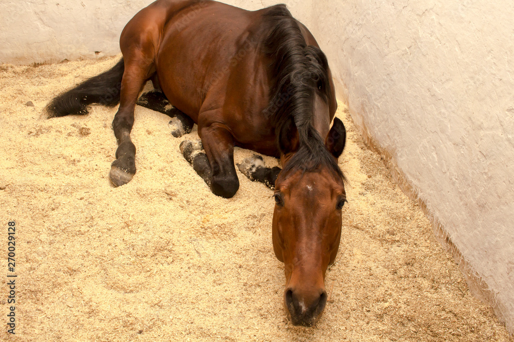 Sorrel horse is on the sawdust in a stall craning his neck - obrazy, fototapety, plakaty 