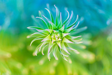 Abstract Green Plant Spiral, Over A Blurred Background