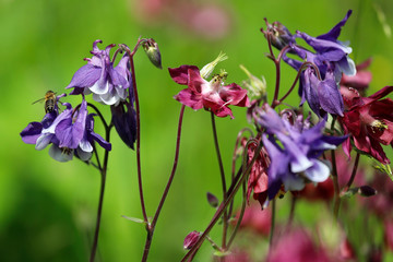 Akelei Aquilegia in pink, blau und weiß mit fliegender Biene