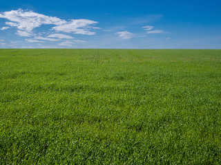 field and sky with clouds