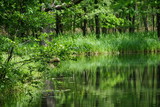 Fototapeta Krajobraz - Stimmungsvolle Flusslandschaft im Spreewald