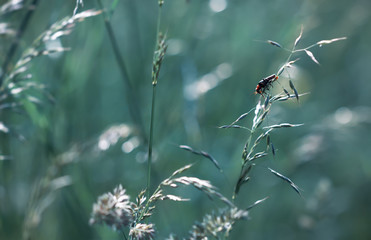 Canvas Print - Wild grass on a sun light