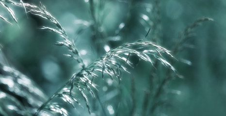 Canvas Print - Wild grass on a sun light