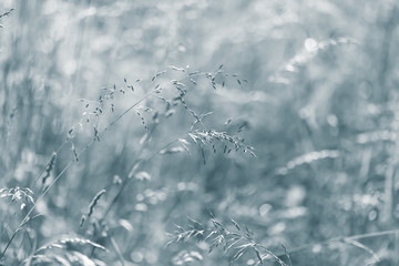 Canvas Print - Wild grass on a sun light