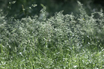 Canvas Print - Wild grass on a sun light