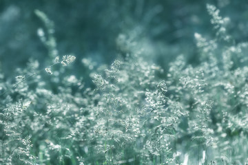 Canvas Print - Wild grass on a sun light