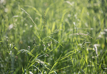 Canvas Print - Wild grass on a sun light