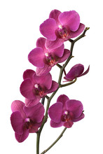 Purple Phalaenopsis Orchids