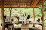 Group of milk goat with stupid cute face in rural farm