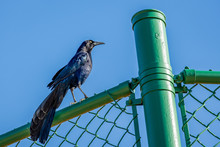 Great-tailed Grackle On Fence
