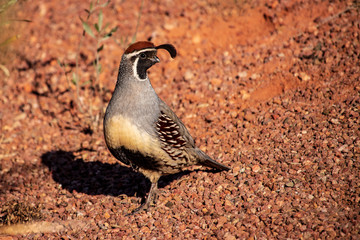 Gambel Quail II