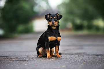 mixed breed dog sitting outdoors on the road