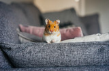 Fototapeta  - Ginger and white hamster explores living room indoors