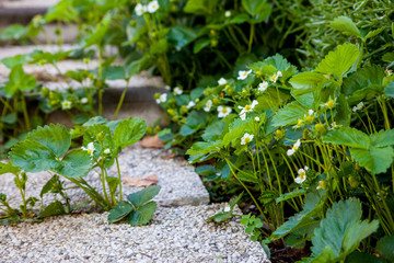 Wall Mural - strawberry flowers