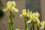 Irys - kwiat roslina ogrodowa
