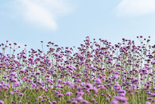 Blooming Purple Verbena Background
