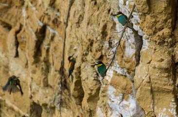 Canvas Print - Bee-eater at the nasal cavity