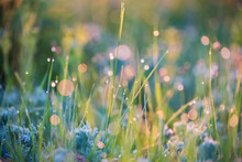 Beautiful Background With Morning Dew On Grass Close