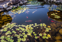 Beautiful Small Pond With Fishes