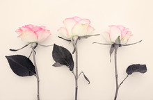 Three Pink Roses Isolated On The White Background.