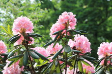Beautiful Pink Rhododendrons During Spring Bloom