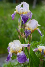 Close-up Of A Flower Of Bearded Iris (Iris Germanica) With Rain Drops . Beautiful Colorful Flowers With Dew In The Morning In The Garden