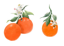 Watercolor Citrus Fruits Illustration