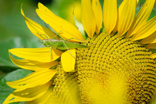  Grasshopper On Sunflower
