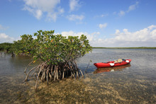 Red Kayak Tied To A Red Mangove Tree On Turtle Grass Beds On The Flats Of Biscayne National Park, Florida.