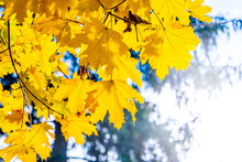 Bright Yellow Maple Leaves On A Tree In Sunny Weather_
