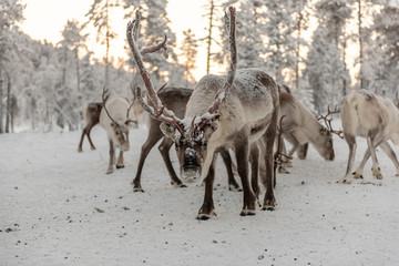 Herd of Reindeer out in the wild Forrest