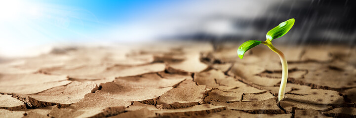 Plant Growing In Hot Dry Desert With Sunshine And Rain Storm Coming On The Horizon - New Life / Hope Concept