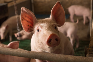 curious pig looking at camera