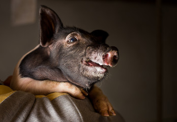 Wall Mural - Farmer holding piglet on his shoulder