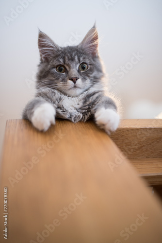 Low Angle View Of A Blue Tabby Maine Coon Kitten Relaxing On